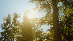 Life is Strange 2 - Offizieller Enthüllungstrailer